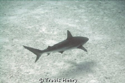 Black Tip reef shark at the Bahamas (shark wall).  Taken ... by Travis Henry 